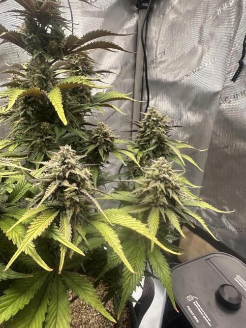 Strawberry Gorilla Auto. Week 10