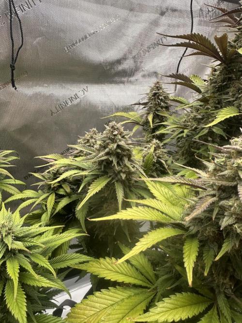 Strawberry Gorilla Auto. Week 10