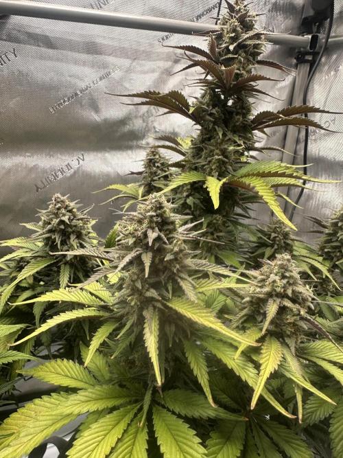 Strawberry Gorilla Auto. Week 10