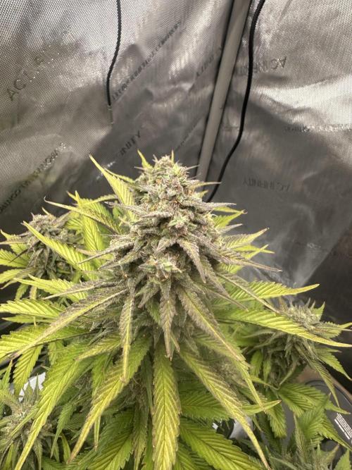 Strawberry Gorilla Auto. Week 10