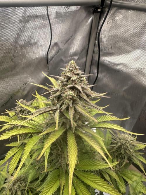 Strawberry Gorilla Auto. Week 10