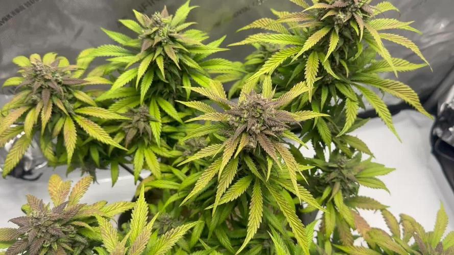 Strawberry Gorilla Auto