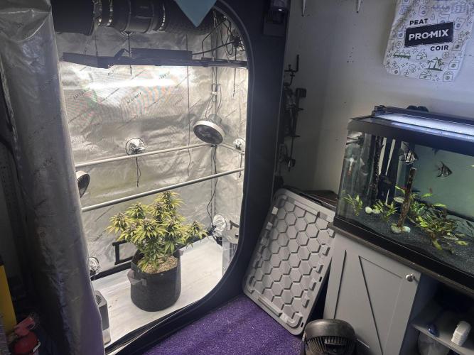 Strawberry Gorilla Auto. Week 11