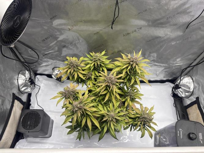 Strawberry Gorilla Auto. Week 11