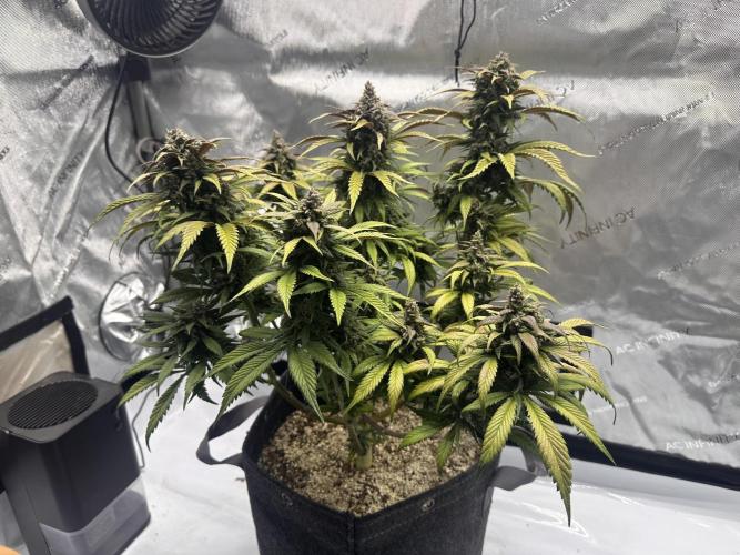 Strawberry Gorilla Auto. Week 11