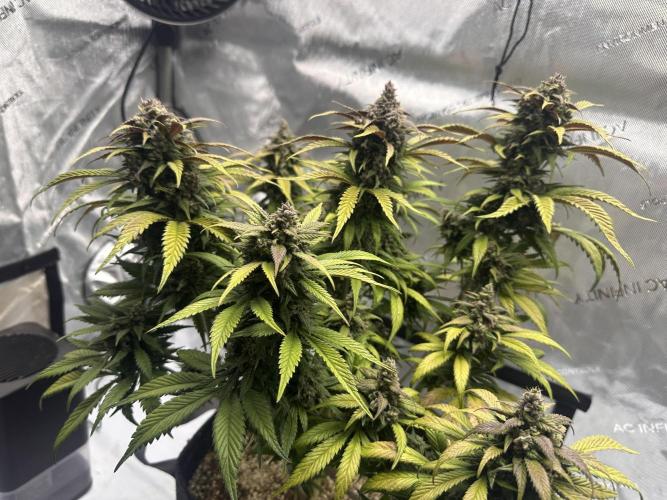 Strawberry Gorilla Auto. Week 11