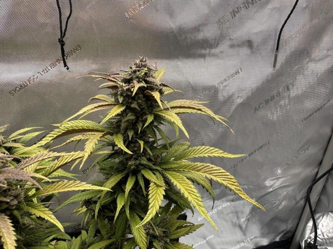 Strawberry Gorilla Auto. Week 11