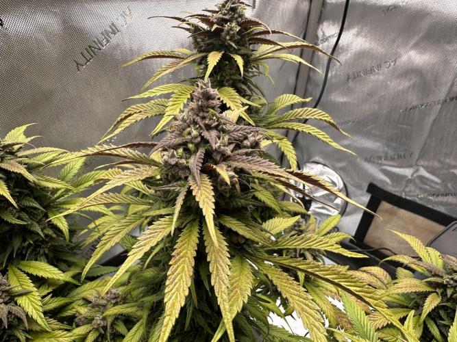 Strawberry Gorilla Auto. Week 11