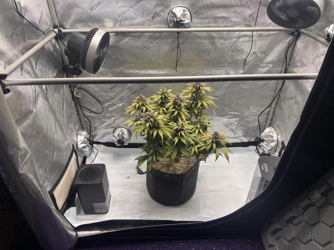 Strawberry Gorilla Auto. Week 11