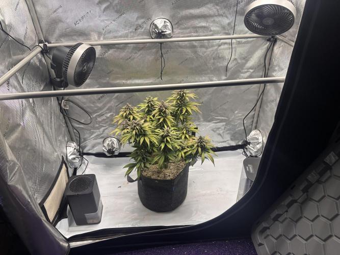 Strawberry Gorilla Auto. Week 11