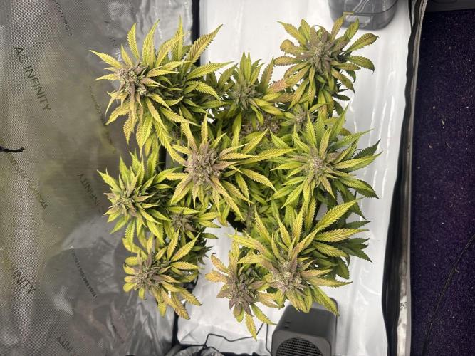 Strawberry Gorilla Auto. Week 11