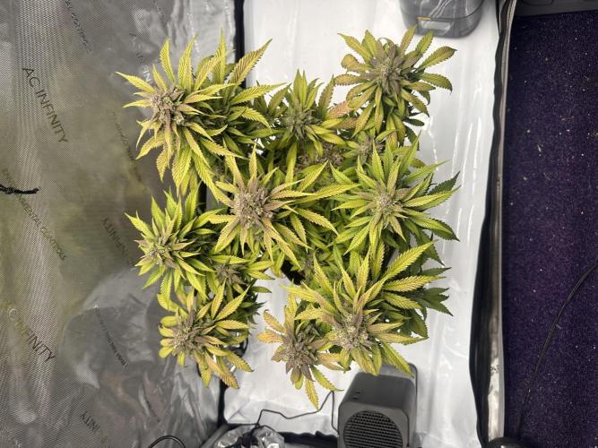 Strawberry Gorilla Auto. Week 11