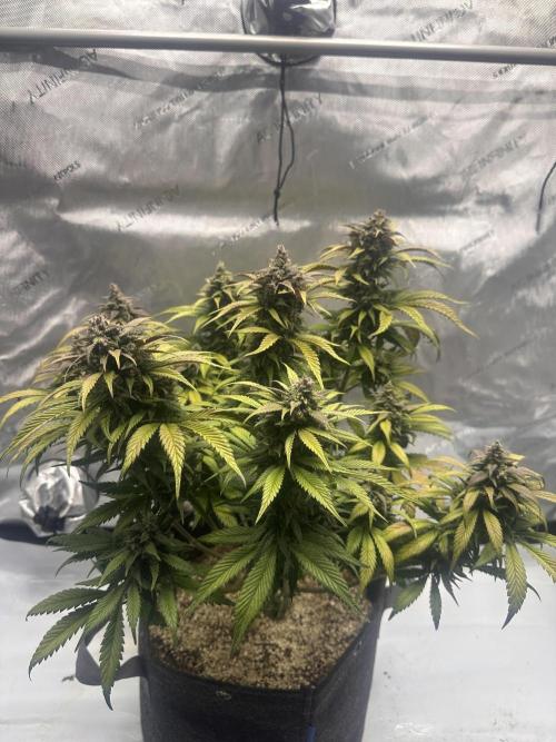 Strawberry Gorilla Auto. Week 11