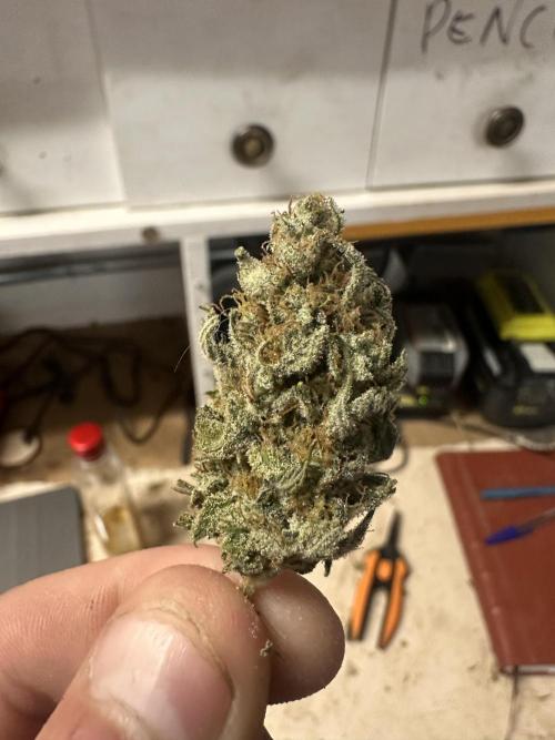 Strawberry Gorilla Auto. Week 12
