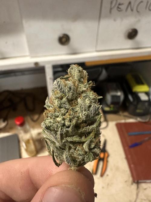 Strawberry Gorilla Auto. Week 12