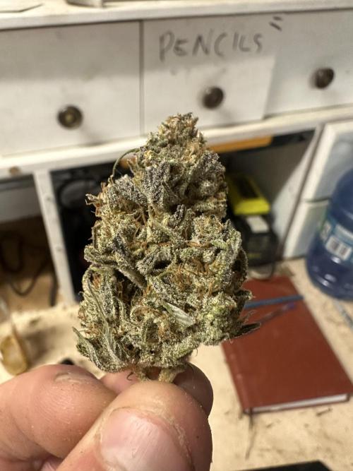 Strawberry Gorilla Auto. Week 12