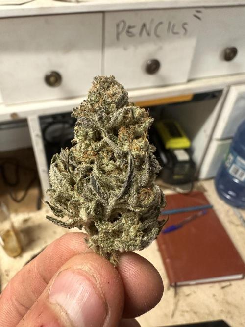 Strawberry Gorilla Auto. Week 12