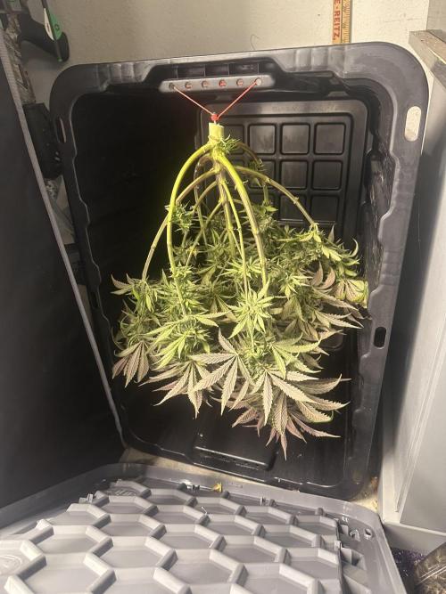 Strawberry Gorilla Auto. Week 12
