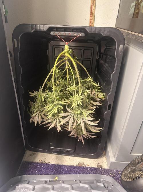 Strawberry Gorilla Auto. Week 12