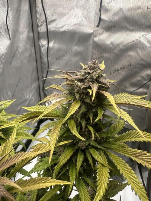 Strawberry Gorilla Auto. Week 12