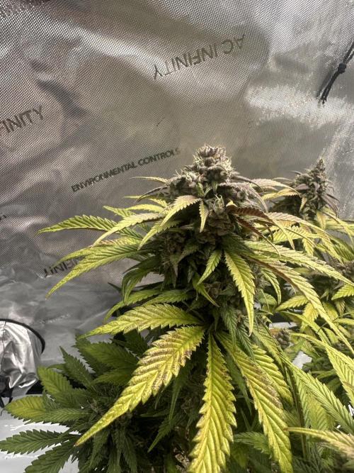 Strawberry Gorilla Auto. Week 12