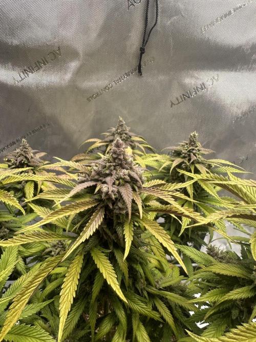 Strawberry Gorilla Auto. Week 12