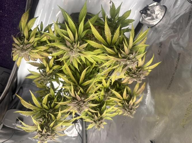 Strawberry Gorilla Auto. Week 12