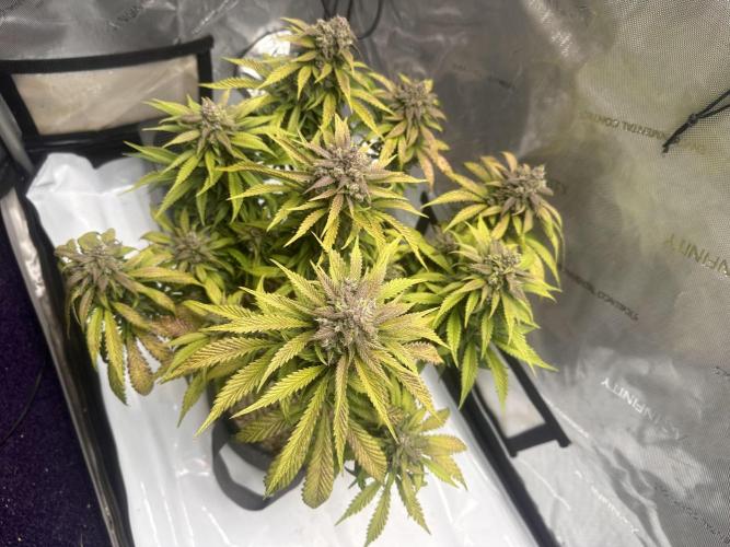 Strawberry Gorilla Auto. Week 12