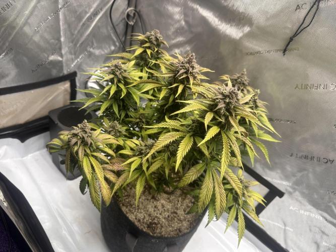 Strawberry Gorilla Auto. Week 12
