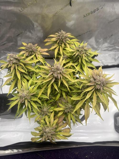 Strawberry Gorilla Auto. Week 12