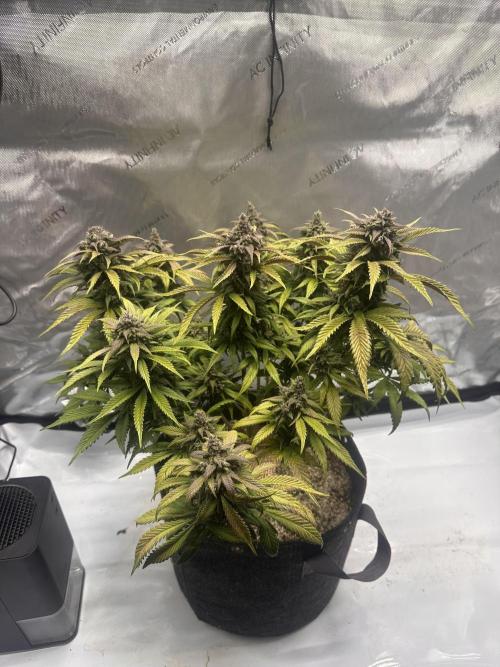 Strawberry Gorilla Auto. Week 12