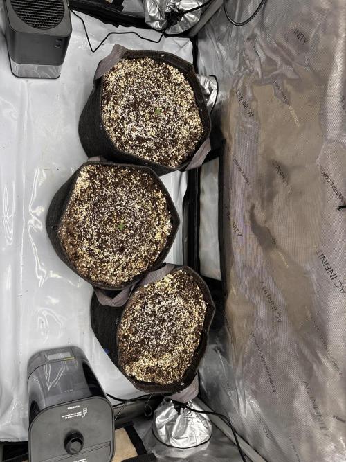 Jelly Donutz Auto. Week 0