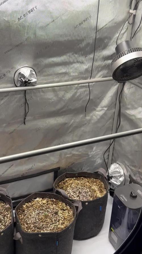 Jelly Donutz Auto