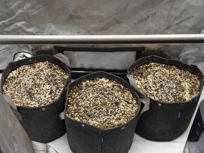 Jelly Donutz Auto. Week 0