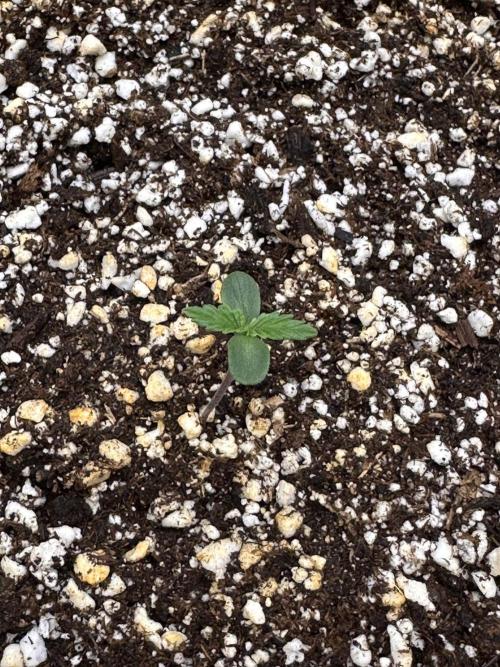 Jelly Donutz Auto. Week 0