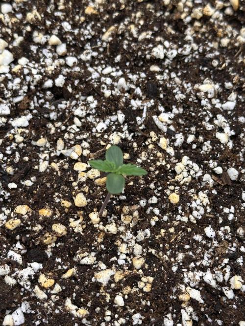 Jelly Donutz Auto. Week 0