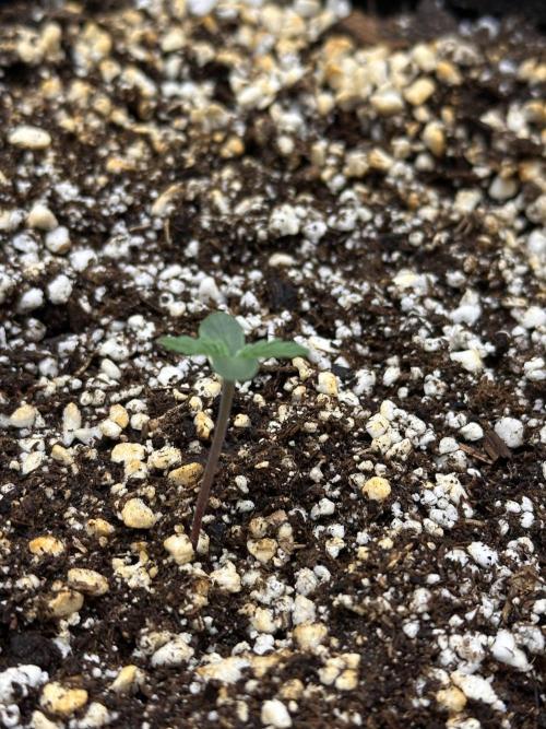 Jelly Donutz Auto. Week 0
