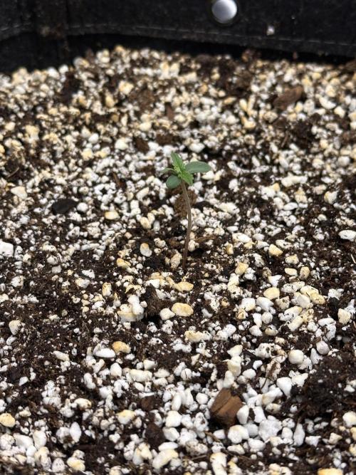 Jelly Donutz Auto. Week 0