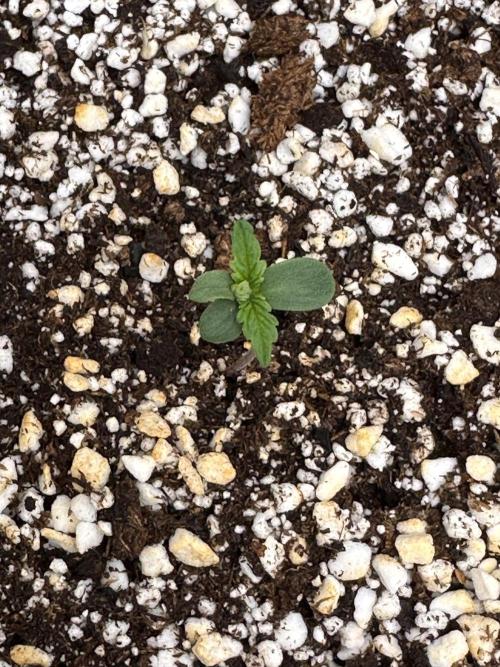 Jelly Donutz Auto. Week 0
