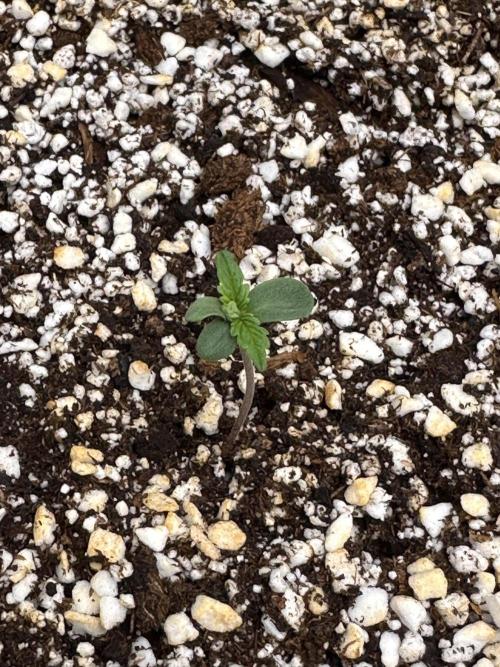 Jelly Donutz Auto. Week 0