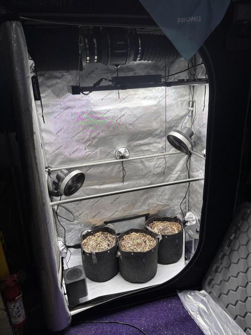 Strawberry Gorilla Auto Round 2. Week 0