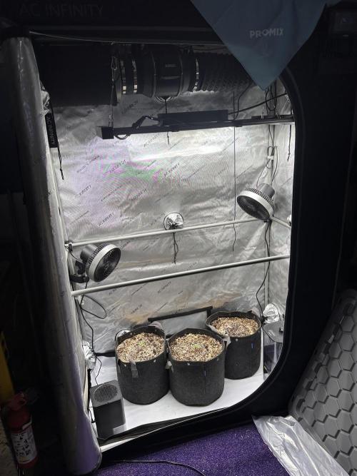 Strawberry Gorilla Auto Round 2. Week 0
