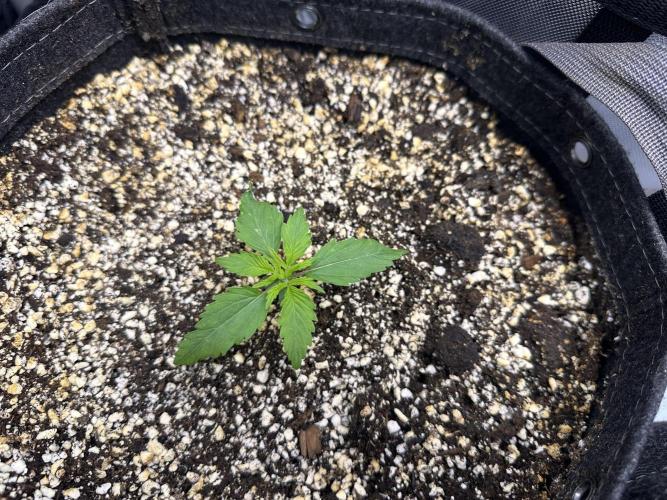 Jelly Donutz Auto. Week 1