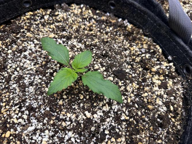 Jelly Donutz Auto. Week 1