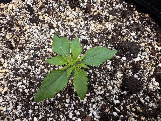 Jelly Donutz Auto. Week 1