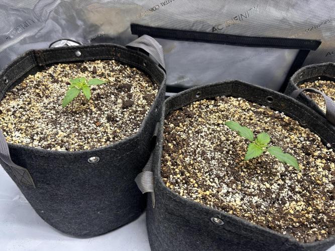 Jelly Donutz Auto. Week 1