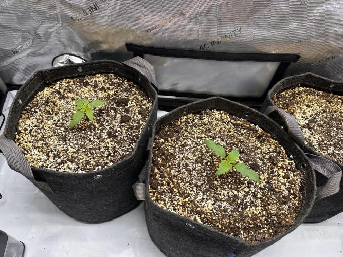 Jelly Donutz Auto. Week 1