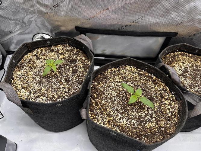 Jelly Donutz Auto. Week 1