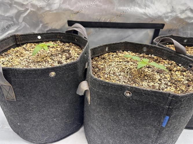 Jelly Donutz Auto. Week 1