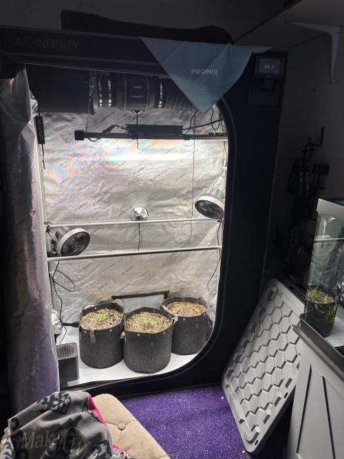 Jelly Donutz Auto. Week 1
